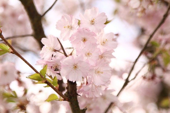 ornamental-cherry-415983_1920.jpg